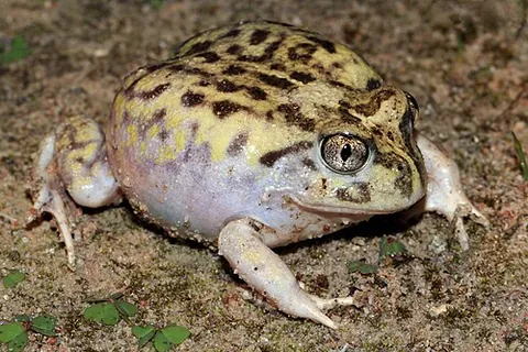 spadefoot: scaphiopodidae spp. (American spadefoot toads)