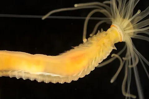 spaghetti worm: cestode flatworms in the order Trypanorhyncha