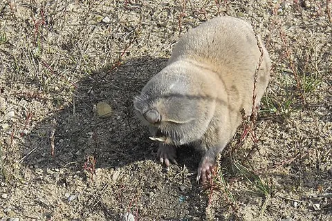 spalacine: any molerat of the subfamily Spalacinae