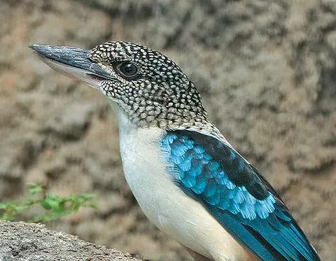 spangled kookaburra: a kookaburra of the Aru Islands, with blue wings and tail, a white chest and belly, dark eyes, and...