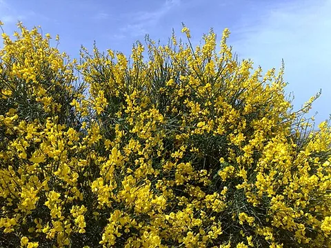 spanish broom: any member of the species Spartium junceum of flowering plants in the family Fabaceae, native to...