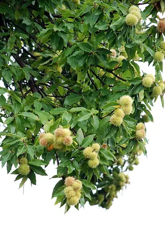 spanish chestnut: castanea sativa, a deciduous tree with edible deep brown nutlike fruits. The fruits have a little...
