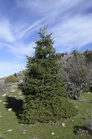 spanish fir: a tree of species Abies pinsapo, of Spain and Morocco