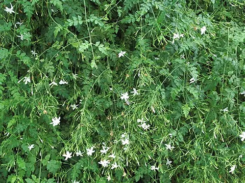 spanish jasmine: a species of jasmine, Jasminum grandiflorum, native to much of subtropical Asia and eastern Africa