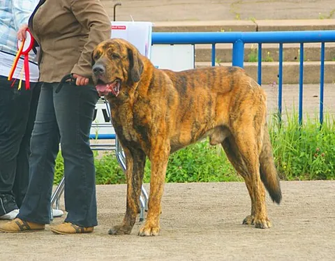 spanish mastiff: a breed of dog from Spain, originally bred to be a guard dog and whose specialized purpose is to be...