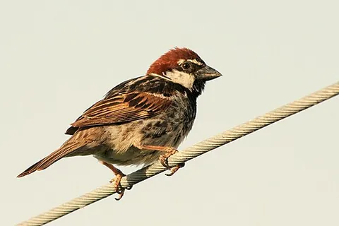 spanish sparrow: passer hispaniolensis, a small passerine bird in the family Passeridae