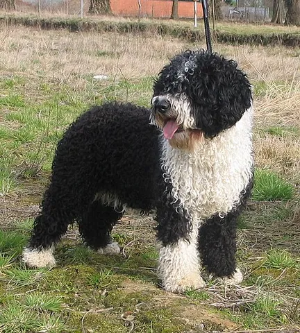 spanish water dog: a herding water dog originating in Spain
