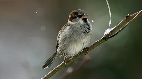 sparr: an English sparrow, house sparrow (Passer domesticus)