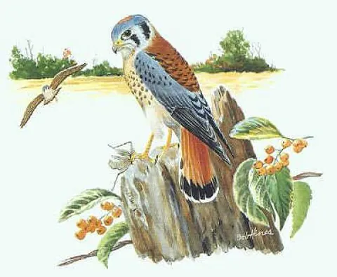 sparrow hawk: the American kestrel or American sparrowhawk (Falco sparverius), a small falcon found in North and...