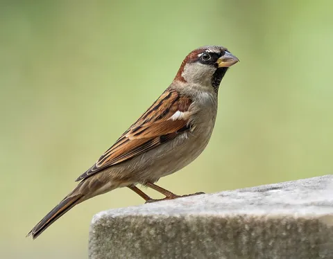 sparrow: the house sparrow, Passer domesticus; a small bird with a short bill, and brown, white and gray...