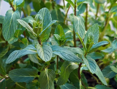 spearmint: a herb of the mint family (Mentha spicata), commonly used in herb tea, candy and to treat mild...