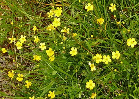 spearwort: any of various perennial herbaceous plants in the Ranunculus (buttercup) genus