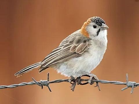 speckle-fronted weaver: sporopipes frontalis, a species of weaverbird
