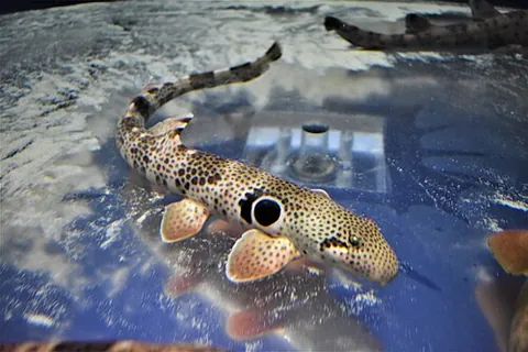speckled carpetshark: a bamboo shark, of the family Hemiscylliidae found around northern Australia, Hemiscyllium...