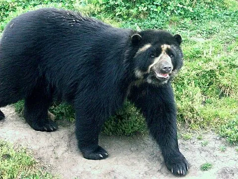 spectacled bear: tremarctos ornatus, a species of small, short-faced bear native to South America