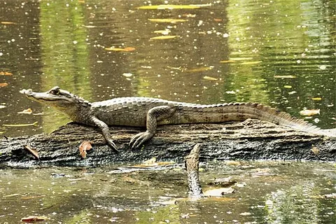 spectacled caiman: a crocodilian native to the warmer parts of Latin America, Caiman crocodilus, which, despite the...