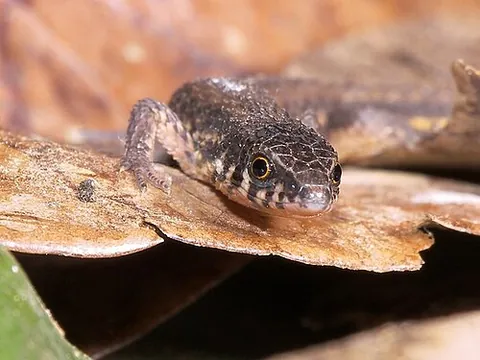 spectacled lizard: any lizard of the family Gymnophthalmidae