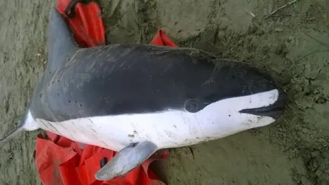spectacled porpoise: a species of porpoise, Phocoena dioptrica