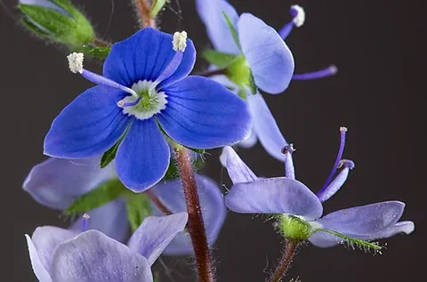 speedwell: a plant of the genus Veronica