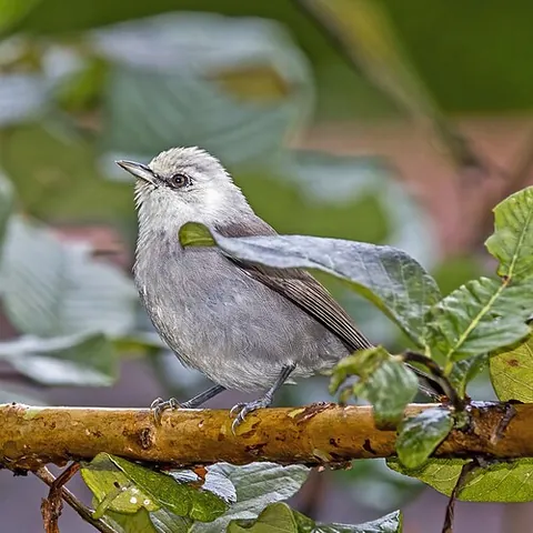 speirops: a bird of any of the species Zosterops brunneus, Zosterops leucophoeus, Zosterops lugubris, or...