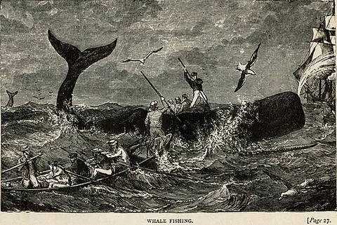 sperm oil: whale oil that is extracted from a sperm whale