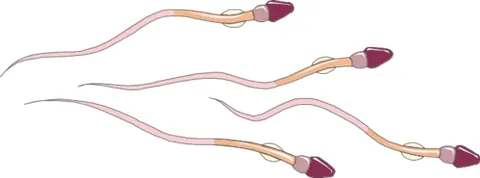 spermatozoon: a reproductive cell or gamete of a male, carried in semen, that fertilizes an ovum to produce a...