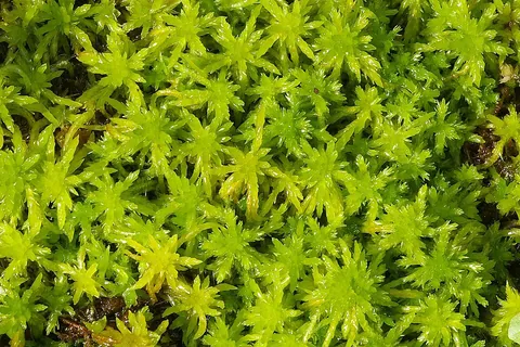 sphagnum: any of various widely distributed mosses, of genus Sphagnum, which slowly decompose to form peat