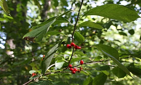 spicebush: any plant of the genus Lindera