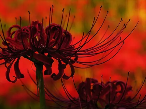 spider lily: any of a number of different plant species within the family Amaryllidaceae in the genera Crinum,...
