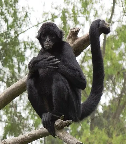 spider monkey: any New World monkey of the genus Ateles, with long, spindly limbs