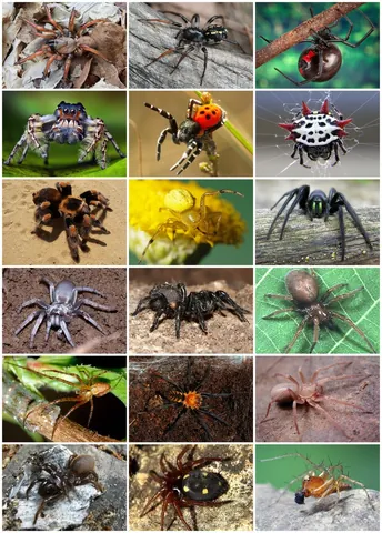 spider: any of various eight-legged, predatory arthropods, of the order Araneae, most of which spin webs to...