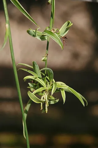 spiderette: a plantlet produced by the spider plant
