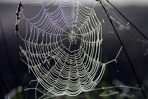 spiderweb: the net-like construct of a spider containing sticky strands to catch prey