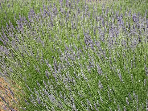 spike lavender: a strongly aromatic species of lavender, Lavandula latifolia, native to the Mediterranean
