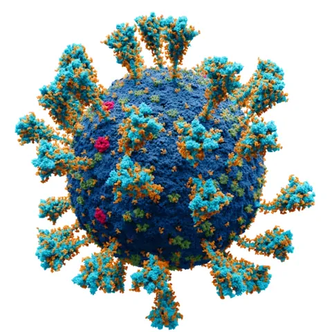 spike protein: a protein used to bind or connect membranes together, such as a transmembrane link between a virus...