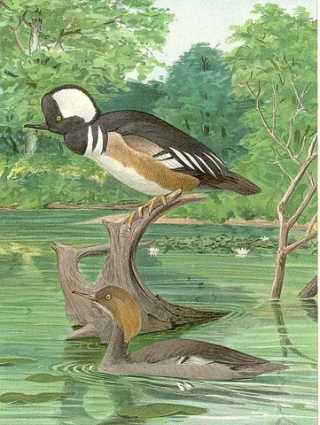 spikebill: a hooded merganser (Lophodytes cucullatus)