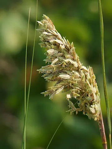 spikegrass: either of two tall perennial American grasses (Uniola paniculata and Uniola latifolia) with broad...