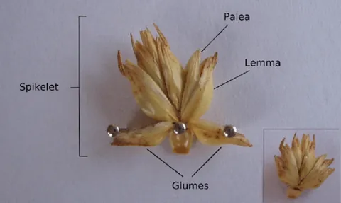 spikelet: a small, or secondary spike, especially one of many in the inflorescence of a grass or sedge