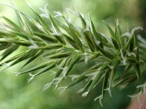 spiky: of a plant: producing spikes (“ears (as of corn); inflorescences in which sessile flowers are...
