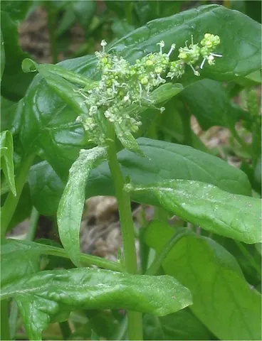 spinach: a particular edible plant, Spinacia oleracea, or its leaves