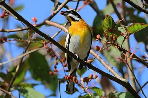 spindalis: any of various passerine species of birds of the genus Spindalis, of Caribbean distribution