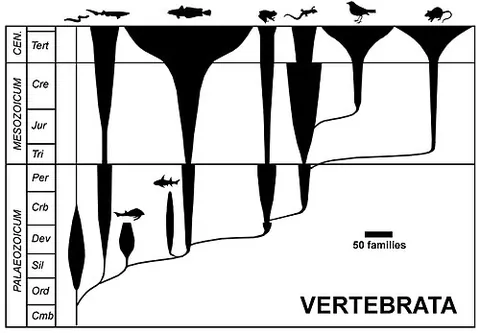 spindle diagram: a diagram showing diversity of taxa through time by the thickness of lines, often as part of a...