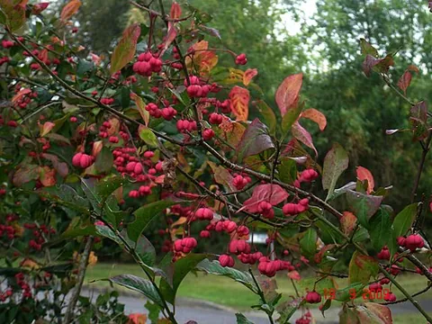 spindle tree: any of certain trees or any species belonging to the Euonymus genus, a group of flowering plants in...