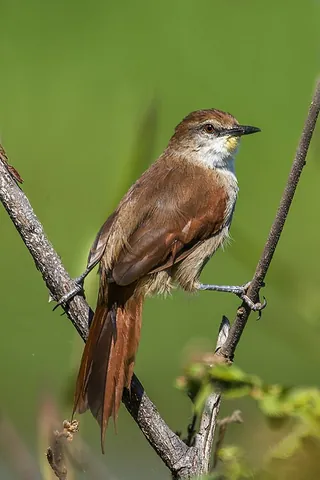 spinetail: any of several species of swifts of Apodinae, having shafts of the tailfeathers terminate in rigid...