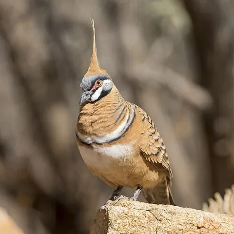 spinifex pigeon: geophaps plumifera, native to Australia