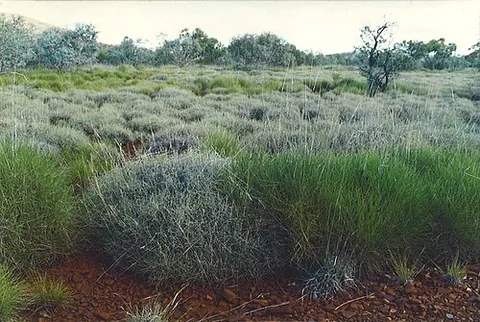 spinifex: any of numerous species of grass in genus Spinifex, growing in sand dunes
