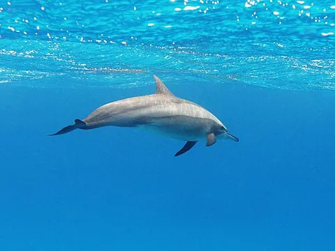 spinner dolphin: a species of small dolphin (Stenella longirostris)