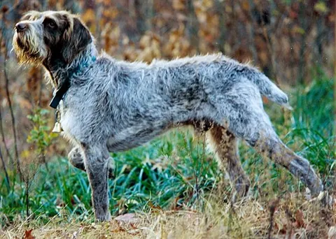 spinone italiano: a versatile pointing gun dog bred in Italy