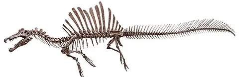 spinosaurus: a large, extinct, carnivorous dinosaur of genus †Spinosaurus, with a long snout like that of a...
