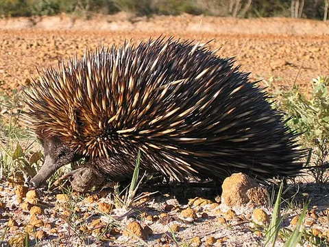 spiny anteater: an echidna